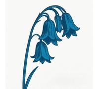 9414456 Audio Cd Bluebells - This Is The Bluebells