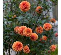 9bulbi di dalia Coltivare giardino su un balcone resistenti e decorazioni