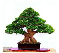 A 20pcs Banyan Tree Seeds Ficus Ginseng Seeds Tree for DIY Home Garden Seed Semente By s All Over The World li: Purple Seeds ONLY