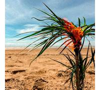 A Burial At Sea - A Burial At Sea (5-Year-Anniversary Edition)