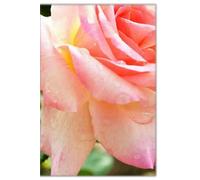 A CLOSER LOOK Minimalist Lined Notebook for Journaling, Planning, Mental Health, Organization: Nature Photography, Floral, Flowers, Roses, Pink, Garden, Raindrops, Colorful