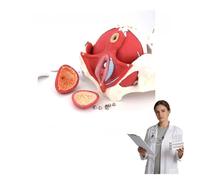 A Grandezza Naturale Modello Anatomico Femminile Scheletro Pelvi