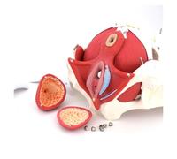 A Grandezza Naturale Modello Per Pavimento Pelvico Per Insegnamento