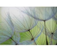 A.S. Création Carta da parati fotografica Dendelions - 3,75m x 2,50m - Carta da parati con denti di leone in verde, grigio incl. pasta - DD129569