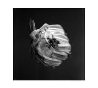 A Swarm of the Sun An Empire (Vinyl LP) 12" Album