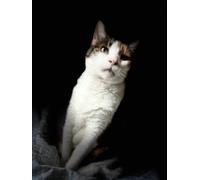 A YEAR IN THE LIFE OF A CAT NAMED BELLA