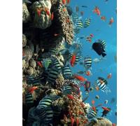 A4 Notebook: A4 Notebook with Oceans Coral on the Cover