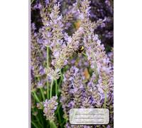 A5 Lined Notebook - Lavender Field: Elegant Floral Journal for Writing & Notes | 72 Pages: Relaxing Purple Flower Design - Perfect for School, Work & Gifts