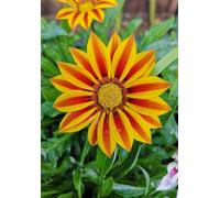 A5 size (5.8 x 8.3 in) 100 page lined notebook - Red and yellow flower in full bloom from our garden