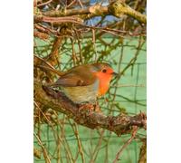 A5 size (5.8 x 8.3 in) 100 page lined notebook - Robin Perched in a hedgerow on a frosty winter's morning. Journal for school, work and home for notes, writing and list making.