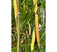 A5 size Bamboo Tree Original Photography Cover Notebook with 200 lined Pages: Ideal for writing, reflection, and mindful moments