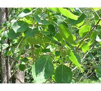 Aachondra 100 pezzi di semi di albero di pioppo verde Bigtooth