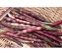 Aamish 25 pezzi di semi di ortaggi Purple Crowder Southern Pea