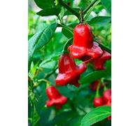 Aamish 30pz semi di peperone rosso CORONA DEI VESCOVI