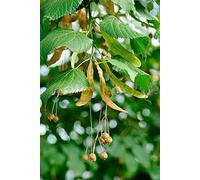 Aamish Semi di albero di tiglio 100 pezzi