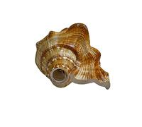 Aashita Creations Vamavarti Panchmukhi Shankh Pure Natural Shell | con forte eco suono | Conchiglia soffiante | (L X B X H - 13 X 8,5 X 7 cm