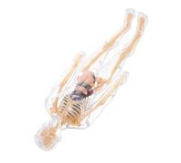 Abaodam 1set Anatomico Del Corpo Umano Per Ragazzo Ragazza Kit Interattivo Di Scienze Con Giocattoli Organi Puzzle Umano Fai Te Per Educazione Precoce e Trasparente