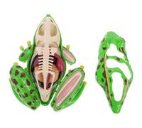 Abaodam Kit Scientifico Stem Anatomia 4d Smontabile, Giocattolo Educativo Biologico, Didattico per Scuola e Lezioni di Biologia Interattive