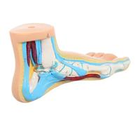 Abaodam Modello Anatomico del Piede per Insegnamento, Realistico, Vinile | Fisiologia e Anatomia, Uso Didattico e Vetrina Clinica, Design Creativo, Aspetto Naturale