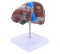 Abaodam PVC Modello Anatomico di Fegato Umano con Base | Strumento Didattico per Università e Docenti, Colore Marrone, Visione Chiara Anatomia