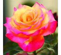 Abbellire l'ambiente,Cipolle con rose,resistenti all'inverno,grazia,decorazione da giardino,aroma affascinante,rizoma di rosa,mix di cipolle.-1Wurzel-G