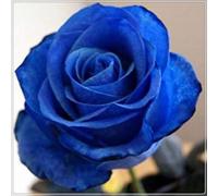 Abbellire l'ambiente,Cipolle con rose,resistenti all'inverno,grazia,decorazione da giardino,aroma affascinante,rizoma di rosa,mix di cipolle.- 5Wurzel-F