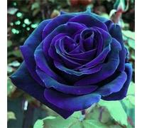 Abbellire l'ambiente,Cipolle con rose,resistenti all'inverno,grazia,decorazione da giardino,aroma affascinante,rizoma di rosa,mix di cipolle.- 4Wurzel-A