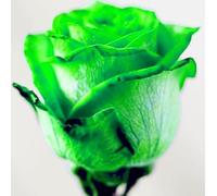 Abbellire l'ambiente,Cipolle con rose,resistenti all'inverno,grazia,decorazione da giardino,aroma affascinante,rizoma di rosa,mix di cipolle.-1Wurzel-C