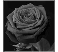 Abbellire l'ambiente,Cipolle con rose,resistenti all'inverno,grazia,decorazione da giardino,aroma affascinante,rizoma di rosa,mix di cipolle.-1Wurzel-E