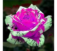 Abbellire l'ambiente,Cipolle con rose,resistenti all'inverno,grazia,decorazione da giardino,aroma affascinante,rizoma di rosa,mix di cipolle.-1Wurzel-I