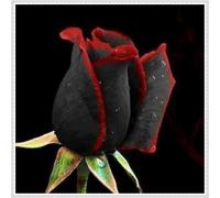 Abbellire l'ambiente,Cipolle con rose,resistenti all'inverno,grazia,decorazione da giardino,aroma affascinante,rizoma di rosa,mix di cipolle.- 4Wurzel-J