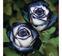 Abbellire l'ambiente,Cipolle con rose,resistenti all'inverno,grazia,decorazione da giardino,aroma affascinante,rizoma di rosa,mix di cipolle.- 3Wurzel-D