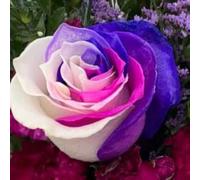 Abbellire l'ambiente,Cipolle con rose resistenti all'inverno,grazia,decorazione da giardino,rizoma di rosa,aroma affascinante,mix di cipolle.- 2Wurzel-I