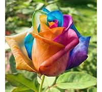 Abbellire l'ambiente,Cipolle con rose resistenti all'inverno,grazia,decorazione da giardino,rizoma di rosa,aroma affascinante,mix di cipolle.- 4Wurzel-D