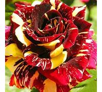 Abbellire l'ambiente,Cipolle con rose,rizoma di rosa,resistenti all'inverno,grazia,decorazione da giardino,aroma affascinante,mix di cipolle.-1Wurzel-D