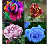 Abbellire l'ambiente,Cipolle con rose,rizoma di rosa,resistenti all'inverno,grazia,decorazione da giardino,aroma affascinante,mix di cipolle.-1Wurzel-C