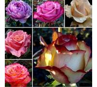 Abbellire l'ambiente,Cipolle con rose,rizoma di rosa,resistenti all'inverno,grazia,decorazione da giardino,aroma affascinante,mix di cipolle.-1Wurzel-G