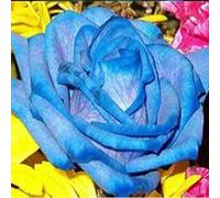 Abbellire l'ambiente,Cipolle con rose,rizoma di rosa,resistenti all'inverno,grazia,decorazione da giardino,aroma affascinante,mix di cipolle.-1Wurzel-J