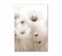 ABCWARRT Nordic White Shell Beach Flower Dandelion Wall Art Canvas Painting Poster E Stampe Immagini A Parete per Soggiorno Home Decor (50 * 70cm Nessuna Cornice,6)