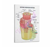 Abdominal Brain Poster Serosa Muscularis Mucosa Layer Anatomy Chart | Cross section revealing nerve bundles embedded between circular and longitudinal(Framed,12x18inch(30x45cm))