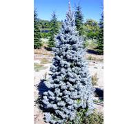 Abete Kosteriana Blu INNESTATO - 1,5 m