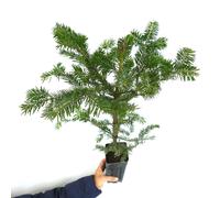 Abies alba - - Abete bianco | Abete comune