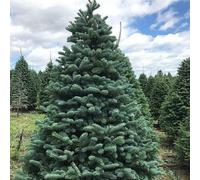 Abies alba - abete bianco (Vaso quadro 9x9x20 cm) - 40-60cm