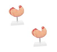 ABOOFAN 2 Pezzi Modello Stomaco per Insegnamento Struttura e Funzioni Del Digestivo per Scuole e Università Strumento Didattico Dettagliato per Fisiologia e Anatomia