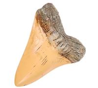 ABOOFAN Di Squalo in Decorazione Modello Preistorico Fossilizzato Dente Di Squalo Da Tavolo Per Collezione o Regalo Educativo
