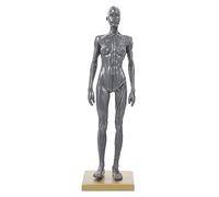 ABOOFAN Modello Anatomico Dei Muscoli Del Corpo Umano Strumento Didattico Modello Di Disegno Artistico Per Comprensione Anatomica Figura Didattica