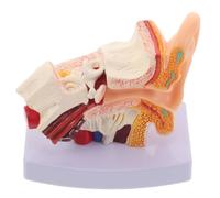 ABOOFAN Modello Anatomico Dell'orecchio 1, 5x in Pvc Base per Studio | Smontabile, Dettagliato, per Istruttori e Studenti, Uso Clinico e Tirocinio in Otologia, Compatto