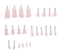 ABOOFAN Modello Didattico Denti Rimovibili 24 Denti Artificiali Viti per Formazione Odontoiatrica Pratica e Simulazione Clinica Completa per Studenti e Istituzioni Educative