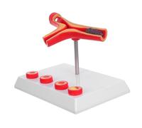 ABOOFAN Modello Vascolare Dettagliato per Educazione Medica con Patologia della Circolazione e Depositi Grassi Strumento Didattico Resistente e Facile da Usare per Studio Cardiovascolare