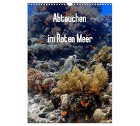 Abtauchen im Roten Meer (Wandkalender 2026 DIN A3 hoch), CALVENDO Monatskalender: Erleben Sie die maritimen Hauptdarsteller in ihrer ganzen Pracht.